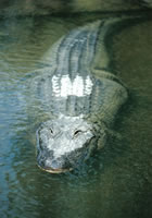 Florida Alligator