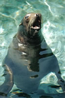 Barking Seal