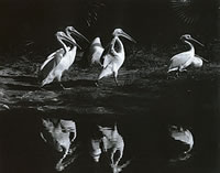 Birds by a lake