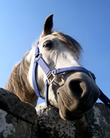 Horse in Doolin, Ireland