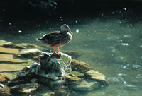 Duck in feathers