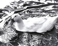 Swimming Duck