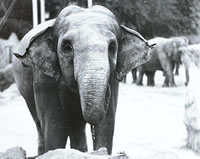 Elephant drinking water