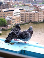 Fat pigeons in London, England