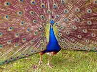 Peacock