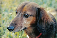 My dog, Scooter