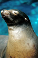Sunning seal