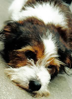 A Venetian Dog