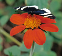 Butterfly on a flower