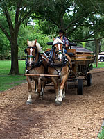 Horse and Buggie