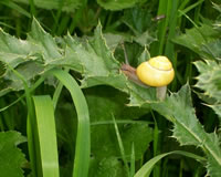 English Snail