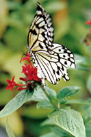 White butterfly