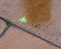 Leaf