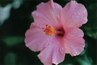 A flower after a rain shower