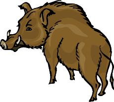 Marsh Hawg's Wild Hog Hunting