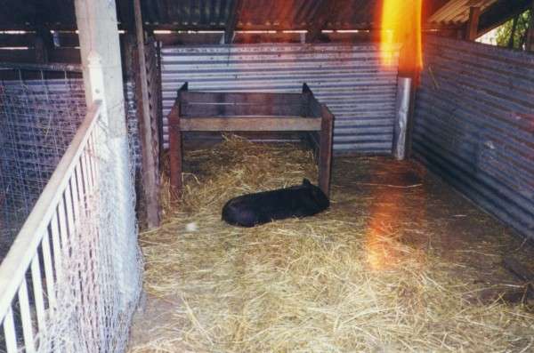 ballarat_bekindtoanimals.jpg