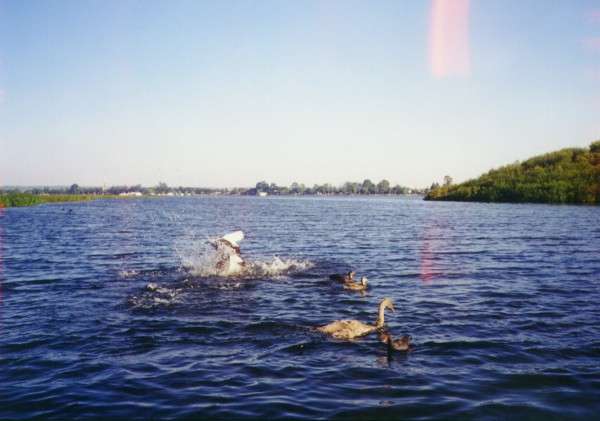 ballarat_dive.jpg