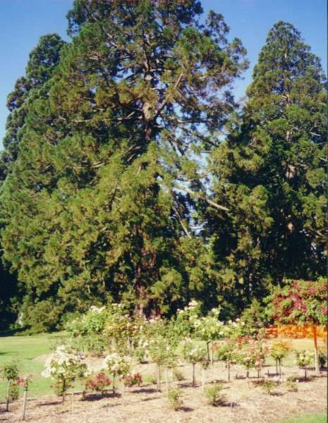 ballarat_elm.jpg