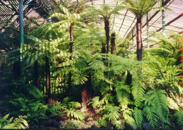 ballarat_ferns.jpg