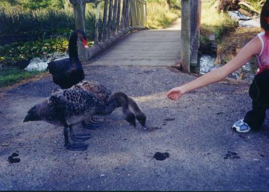 ballarat_ornithophilia.jpg
