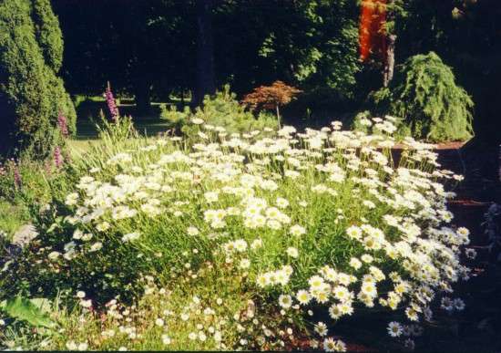 ballarat_white_daisy.jpg