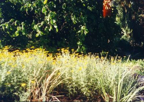 ballarat_yellow_daisy.jpg