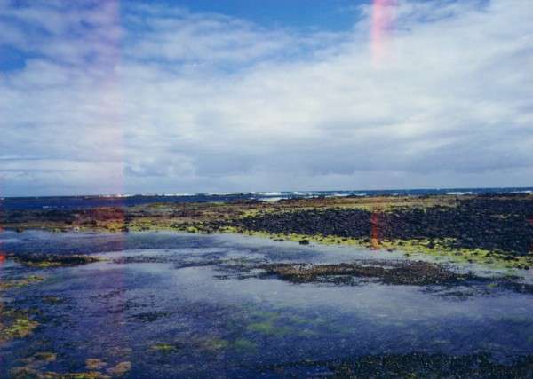 beach_algae.jpg