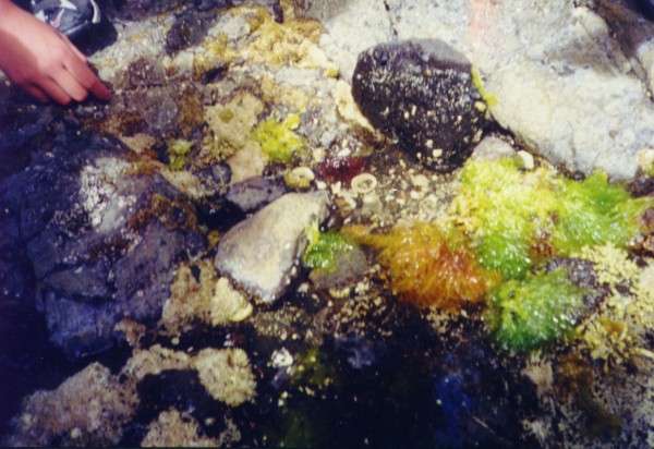 beach_assorted.jpg
