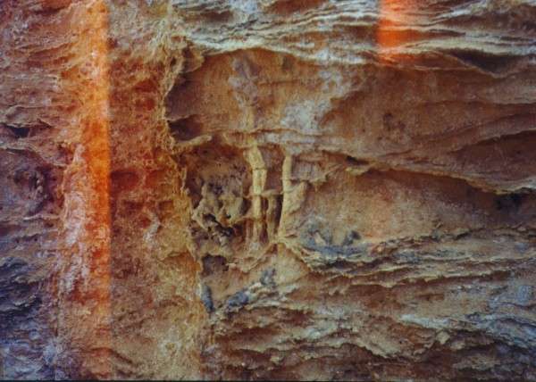 coast_fossilizedroot.jpg
