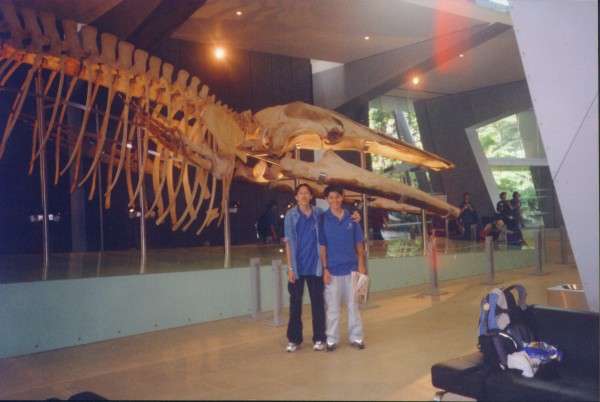 museum_whale.jpg