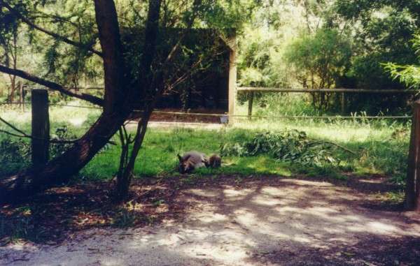 park_kangaroo.jpg