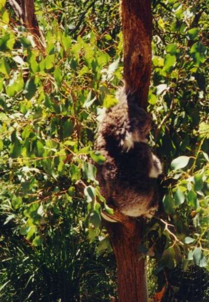 park_koala.jpg