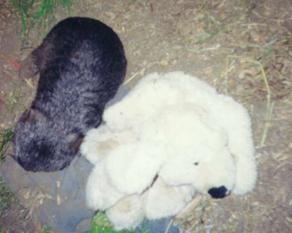 park_wombat.jpg