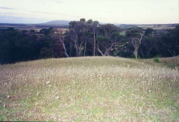 ranch_field.jpg