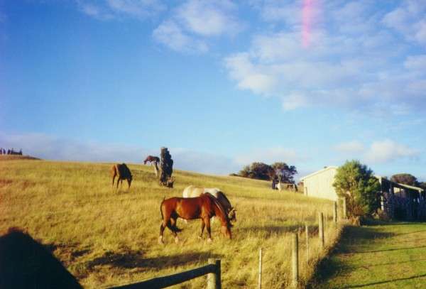 ranch_grazing.jpg