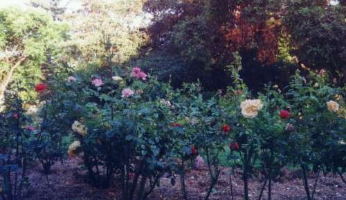 roses_ormond.jpg