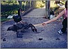 ballarat_ornithophilia.jpg