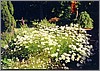 ballarat_white_daisy.jpg