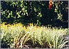 ballarat_yellow_daisy.jpg