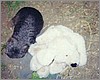 park_wombat.jpg