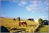 ranch_grazing.jpg
