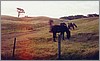 ranch_horsie.jpg