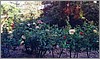 roses_ormond.jpg