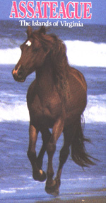 /user/Assateague.jpg
