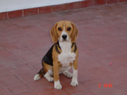 birrita