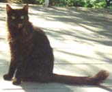 Jemima.jpg (9897 bytes)