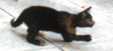 Sophiahunts.jpg (11075 bytes)