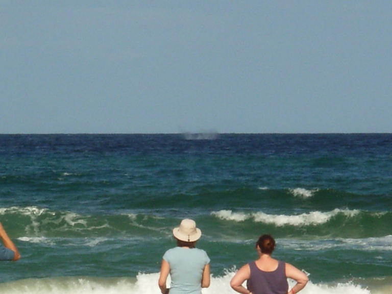 In het midden van de foto zie je een walvis ademen...
