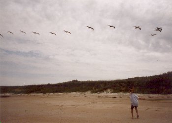Pelikan formation