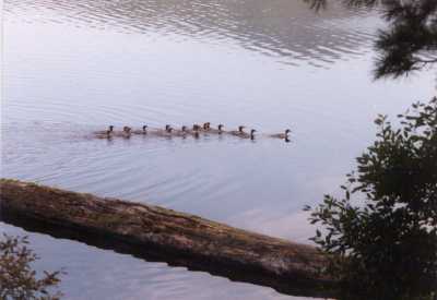 young loons